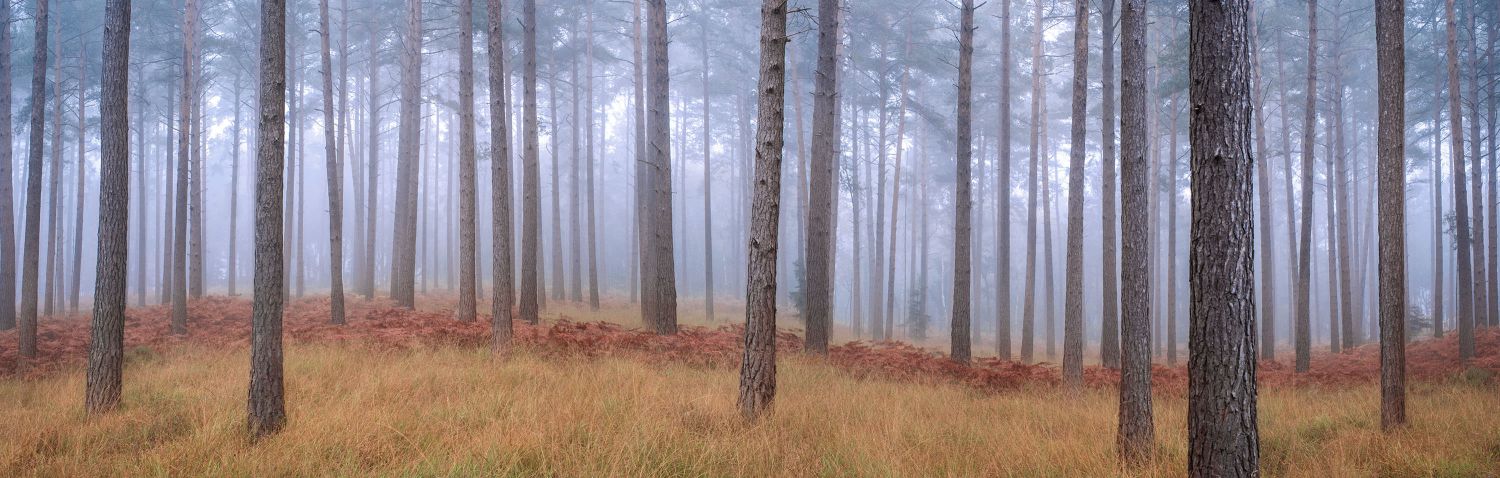 Swinley Forest