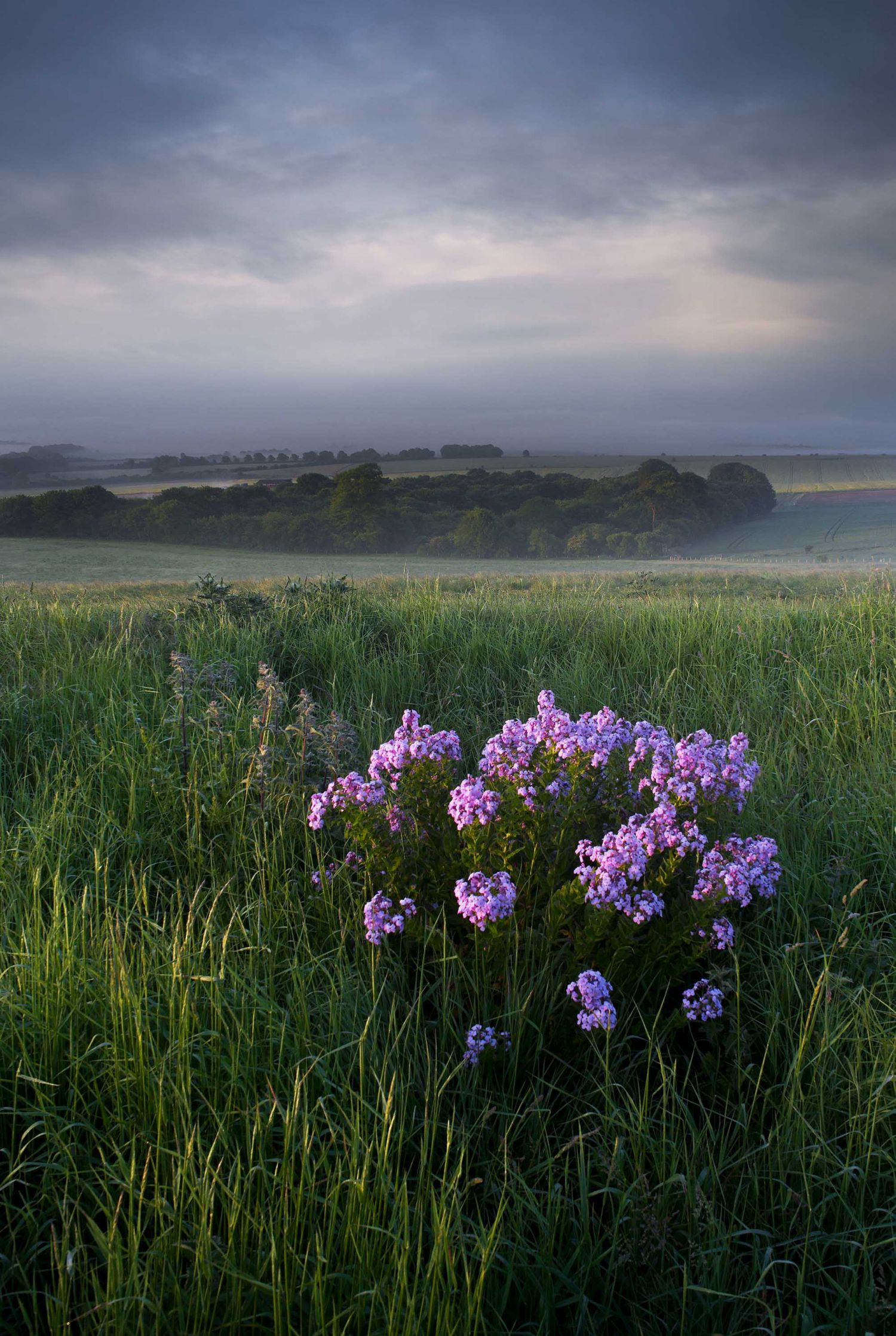 Dame's Violets