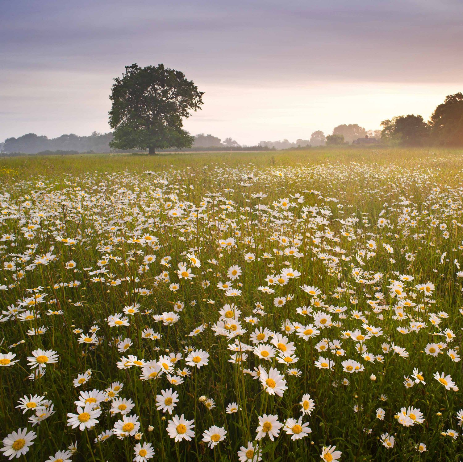 Moon Daisy Meadow