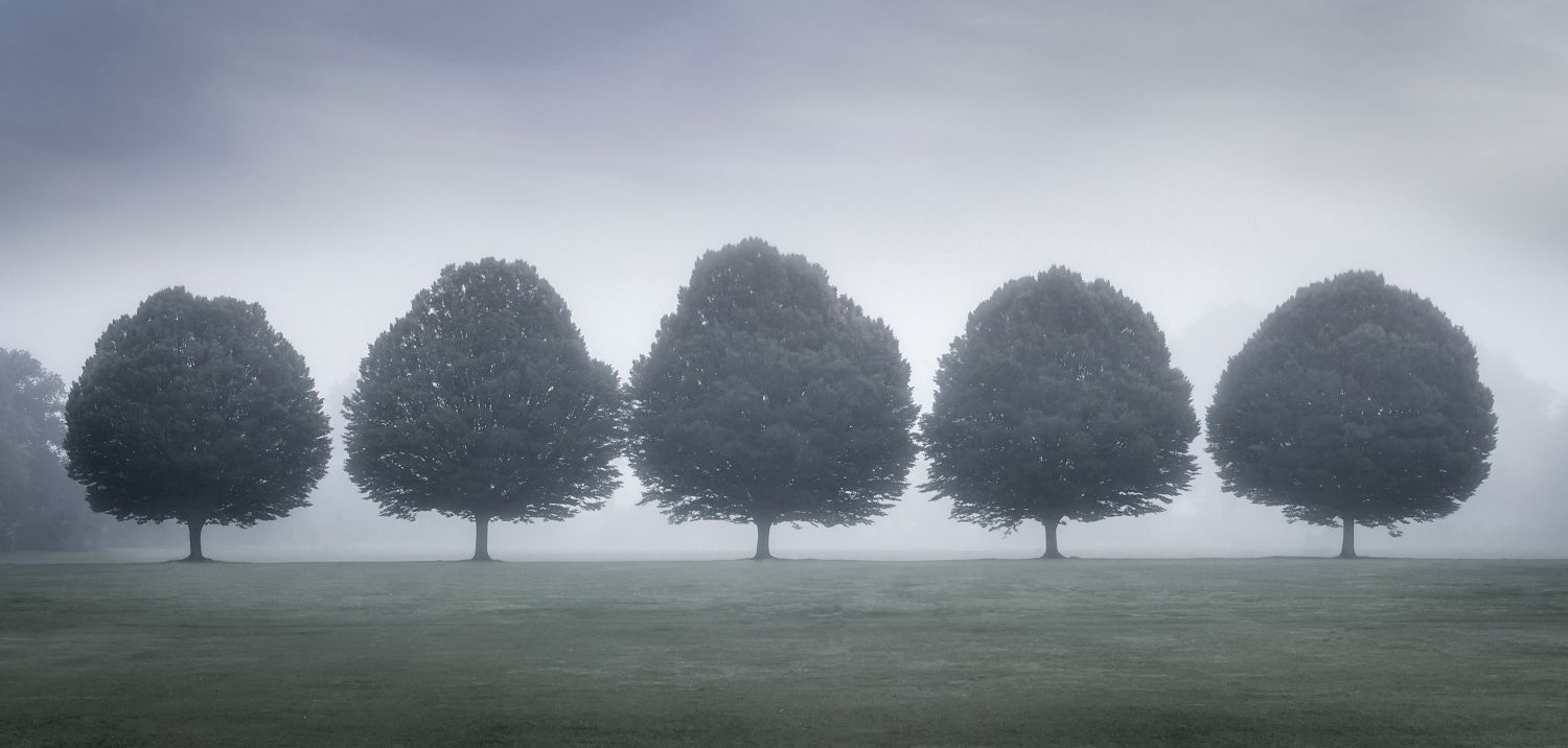 Hornbeams in Mist