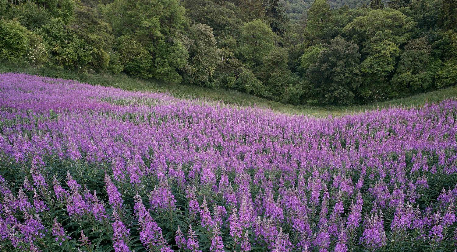 Rosebay Willowherb