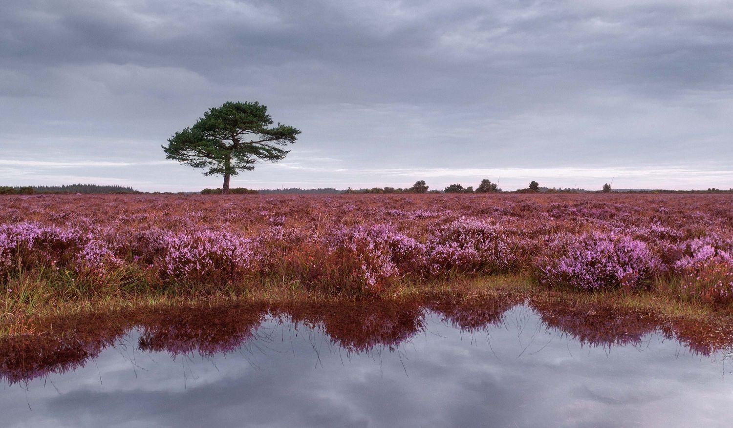 New Forest Heath