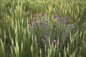 Thistles Among Weld