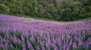 Rosebay Willowherb